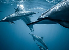 单板滑雪将在米兰大放异彩